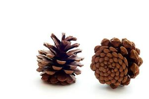 Two piny cones photo