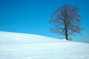 árbol en invierno foto