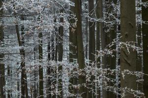 Tribes beech tree with branchs photo