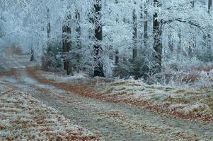 Freeze forest path photo