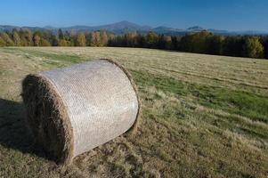 Silage in the meadow photo