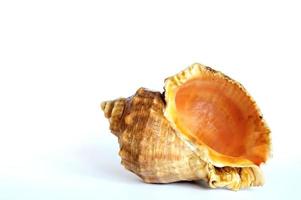 A clam shell photo