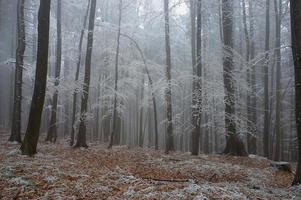 In frosty pine - wood photo