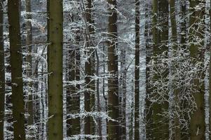 In frosty pine - wood photo