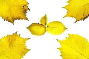 Yellow alder leaves photo