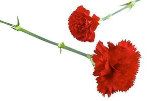 Red carnation flowers photo