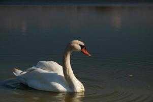 cisne en el lago foto