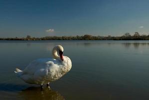 cisne y lago foto