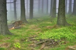 Spruce forest and fog photo