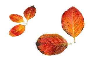 Art of autumn leaves photo