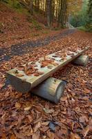 Wooden bench in autumn photo