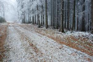 Silent forest road photo