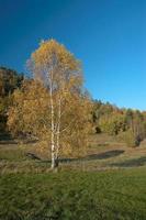 autumn birch and ble sky photo