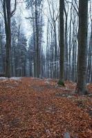 paseo de madera en el bosque foto