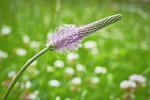 Plant in forest photo