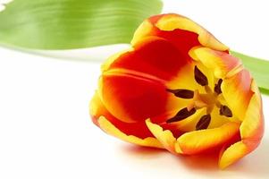 Beautiful tulip flower photo