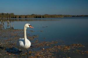 cisne y lago foto