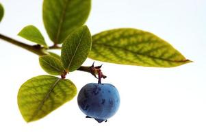 Blueberry and branch photo