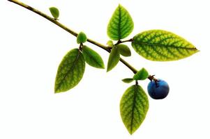Blueberry on the branch photo
