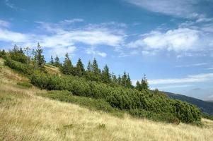 Mountain landscape and trees photo