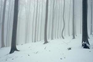 Winter beech forest photo