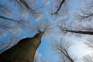 corona de arboles foto