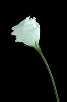 Beautiful white flower photo