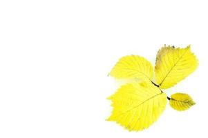 Yellow alder leaves photo