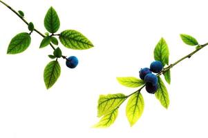 Blueberries and branch photo