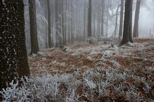 In frosty pine - wood photo