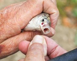 fisherman pulls out fish hook from fish's mouth photo