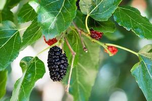 black and red berries on mulberry tree photo