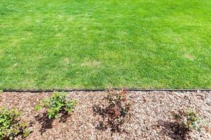 manicured lawn on backyard photo