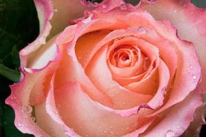 pink rose close up photo