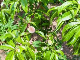 unripe fruit on peach tree in summer photo