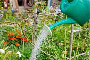 green grass watering from watering can photo