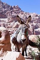 ruins of ancient city Petra and donkey photo
