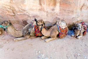 bedouin camels in Petra