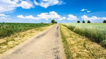 country road between cereal fields in Picardy photo