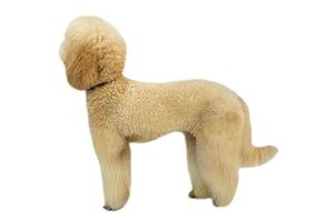 Big blond poodle in the isolated white background photo