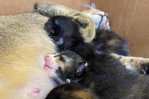 Cat nursing her little kittens, close up. Mother fluffy cat pregnant give birth. New born baby kittens drinking milk from their mom's breast. Newborn baby kittens. photo