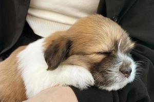 cachorro ciego está durmiendo en la mano de una mujer. un hermoso perrito. foto