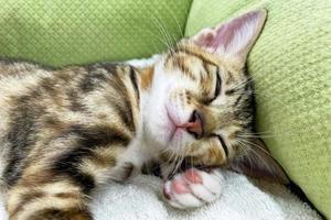 Small tabby kitten sleeping on bed. photo