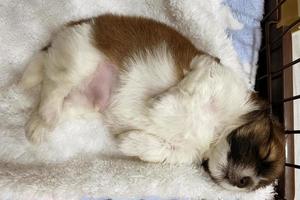 puppy sleeping in a bed covered by a blanket photo