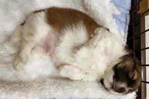 puppy sleeping in a bed covered by a blanket photo