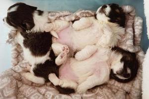 puppy sleeping in a bed covered by a blanket photo