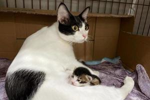 Cat nursing her little kittens, close up. Mother fluffy cat pregnant give birth. New born baby kittens drinking milk from their mom's breast. Newborn baby kittens. photo