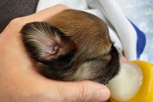 Newborn dog drinking milk. Puppy one day after birth. Blind puppy in a woman's hand. A beautiful little dog. Puppy ears is not open. photo