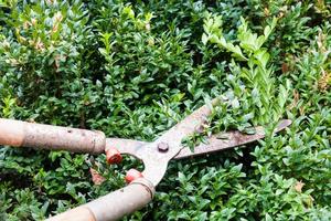 trimming of box-wood bush photo