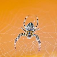 top view of spider at cobweb photo